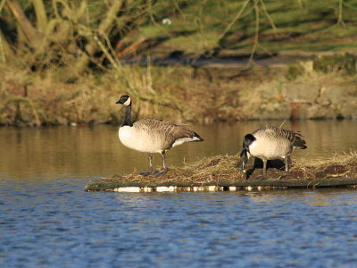 Canada Geese, Mugdock CP, Clyde