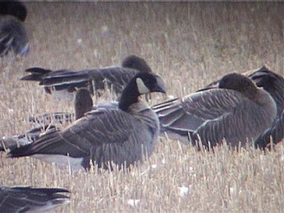 Parvipes species, Greater Canada Goose, Gullane, Lothian