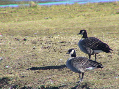 Richardson's species, Lesser Canada Goose, Caerlaverock WWT, Dumfries