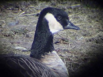 Richardson's species, Lesser Canada Goose, Caerlaverock WWT, Dumfries