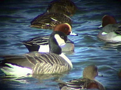 Richardson's species, Lesser Canada Goose, Caerlaverock WWT, Dumfries