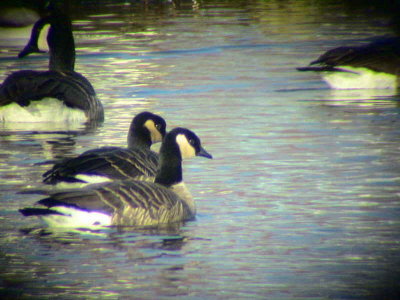 Richardson's species, Lesser Canada Goose, Caerlaverock WWT, Dumfries
