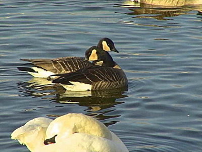 Richardson's species, Lesser Canada Goose, Caerlaverock WWT, Dumfries