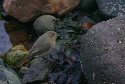 Black Redstart (female), North Berwick, Lothian