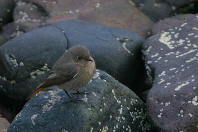 Black Redstart (female), North Berwick, Lothian