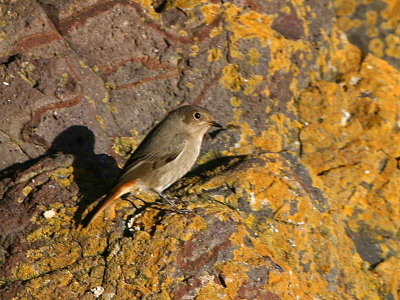 Black Redstart (female), North Berwick, Lothian