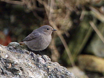 Black Redstart (female), Helensburgh, Clyde