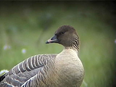 Pink-footed Goose, Carbarns, Clyde