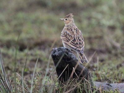 Skylark, Loch Lomond NNR, Clyde