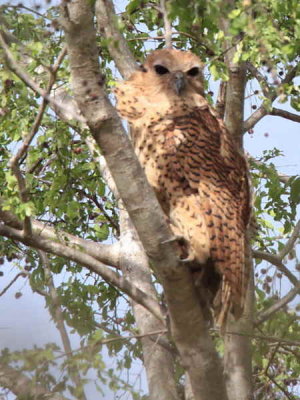 Pel's Fishing Owl, Mole NP, Ghana