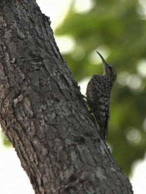 Spotted Creeper, Mole NP, Ghana