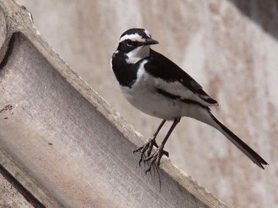 African Pied Wagtail, Royal Beach Hotel, Accra, Ghana