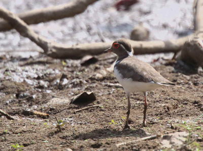 Forbes's Plover, Mole NP, Ghana