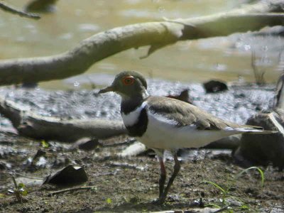 Forbes's Plover, Mole NP, Ghana