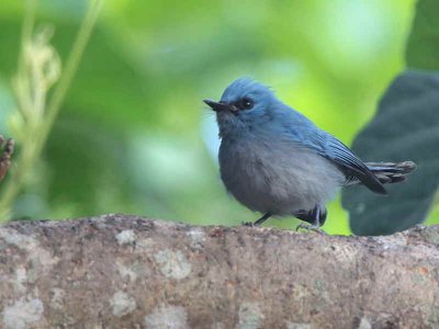 African Blue Flycatcher, Mole NP, Ghana