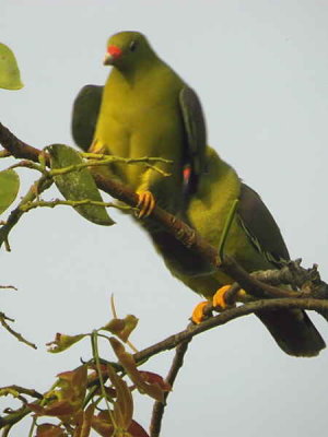 African Green Pigeon, Mole NP, Ghana