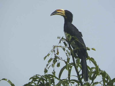 African Pied Hornbill, Kakum NP, Ghana