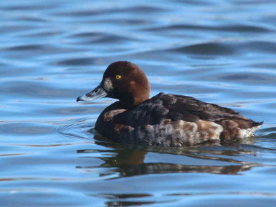 Scaup (1st winter female), Hogganfield Loch, Glasgow