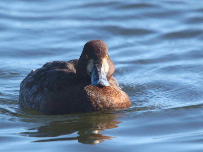 Scaup (1st winter female), Hogganfield Loch, Glasgow