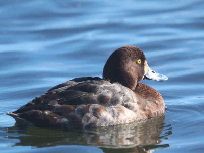 Scaup (1st winter female), Hogganfield Loch, Glasgow