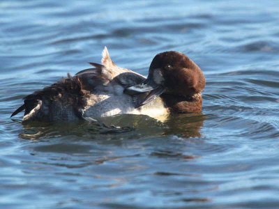 Scaup (1st winter female), Hogganfield Loch, Glasgow