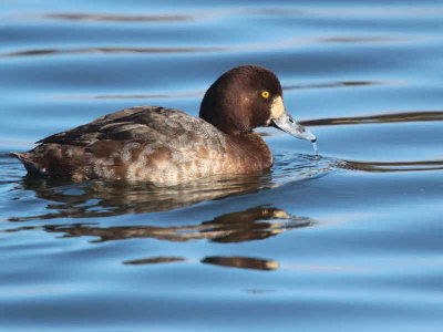 Scaup (1st winter female), Hogganfield Loch, Glasgow