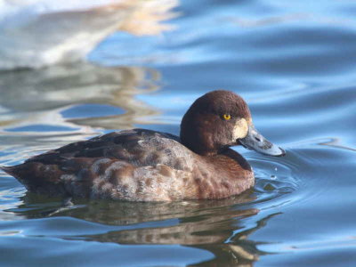 Scaup (1st winter female), Hogganfield Loch, Glasgow