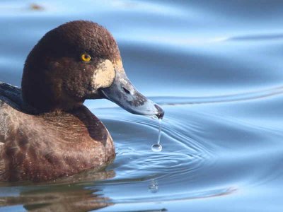 Scaup (1st winter female), Hogganfield Loch, Glasgow