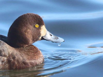 Scaup (1st winter female), Hogganfield Loch, Glasgow