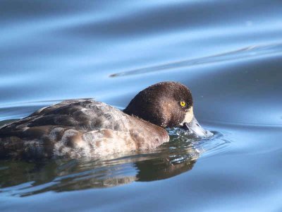 Scaup (1st winter female), Hogganfield Loch, Glasgow