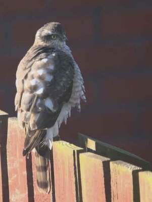 Sparrowhawk (female), Baillieston, Glasgow