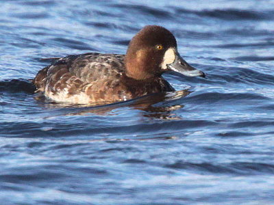 Scaup (1st winter female), Drumpellier CP, Clyde