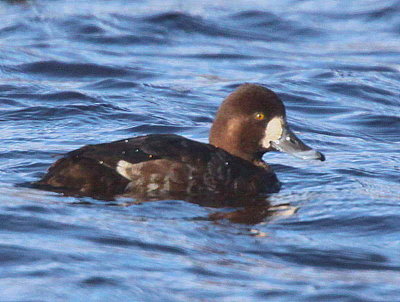 Scaup (1st winter female), Drumpellier CP, Clyde