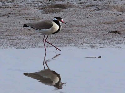 Black-headed Lapwing, White Volta River, Ghana