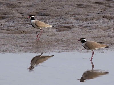 Black-headed Lapwing, White Volta River, Ghana