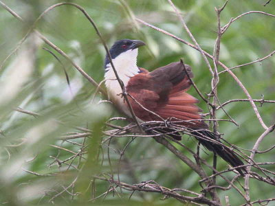 Blue-headed Coucal, Atewa Hills, Ghana