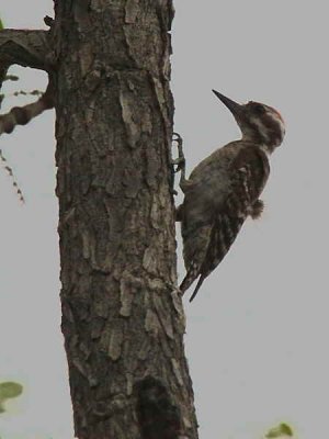 Brown-backed Woodpecker, Mole NP, Ghana