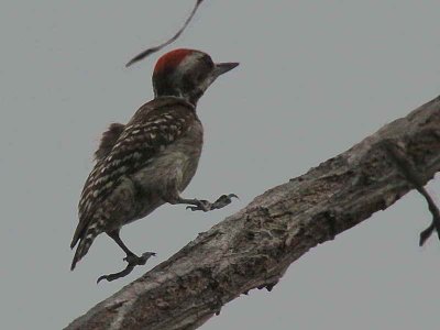 Brown-backed Woodpecker, Mole NP, Ghana