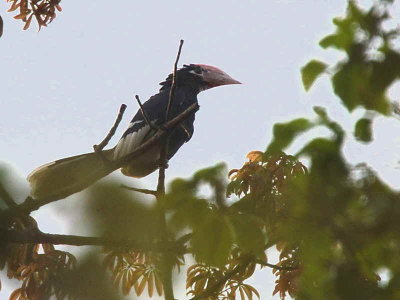 Brown-cheeked Hornbill