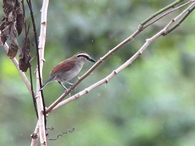 Brown-crowned Tchagra, Atewa Hills, Ghana