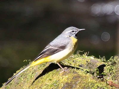 Grey Wagtail, Dalzell Woods, Clyde