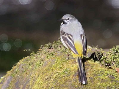 Grey Wagtail, Dalzell Woods, Clyde