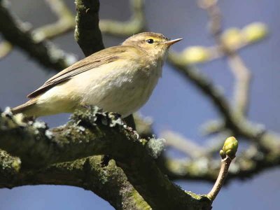 Chiffchaff, Dalzell Woods, Clyde