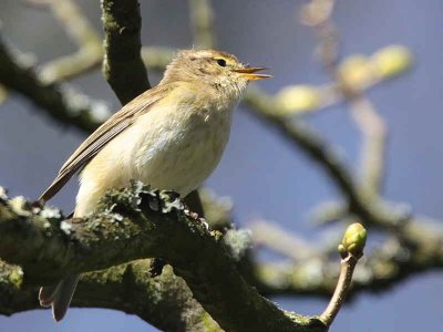 Chiffchaff, Dalzell Woods, Clyde