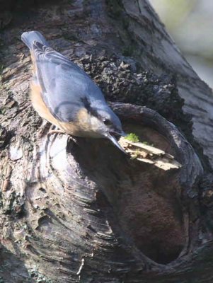 Nuthatch, Dalzell Woods, Clyde