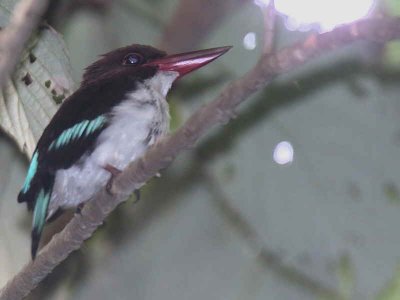 Chocolate-backed Kingfisher, Kakum NP, Ghana