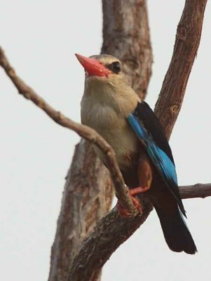 Grey-headed Kingfisher, Mole NP, Ghana