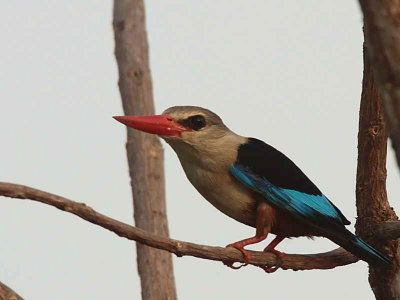 Grey-headed Kingfisher, Mole NP, Ghana