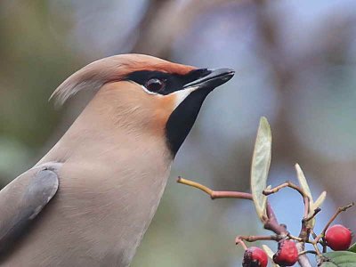 Waxwing (Bohemian Waxwing)