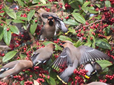 Waxwing, Cranhill, Glasgow
